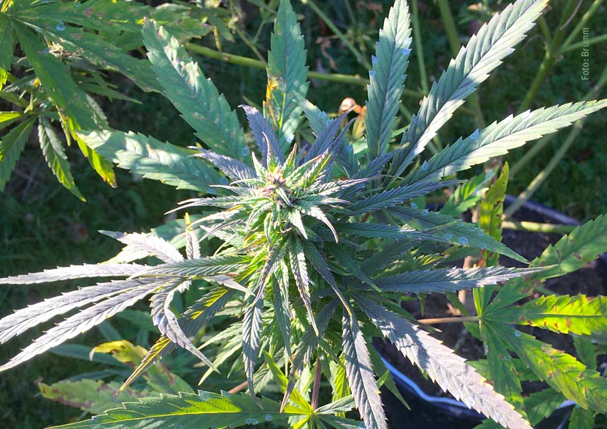 Bild zu Position des sächsischen Kleingartenwesens zum Anbau von Cannabis in den Kleingärten